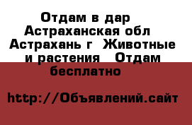Отдам в дар. - Астраханская обл., Астрахань г. Животные и растения » Отдам бесплатно   